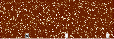 Mica surface functionalization using 70-150 kDa molecular weight of 0.01% PLL of 40 nm AuNP. The coating is uniform and has surface roughness of: (A) 0.903 nm rms, (B) 0.880 nm rms and (C) 0.800 nm rms