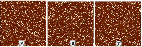 Mica surface functionalization using 150-300 kDa molecular weight of 0.01% PLL of 40 nm AuNP. The coating is uniform and has surface roughness of: (A) 0.959 nm rms, (B) 0.941 nm rms and (C) 0.803 nm rms