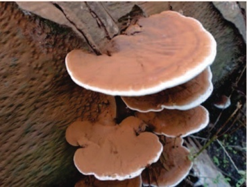 Ganoderma Boninense mushroom