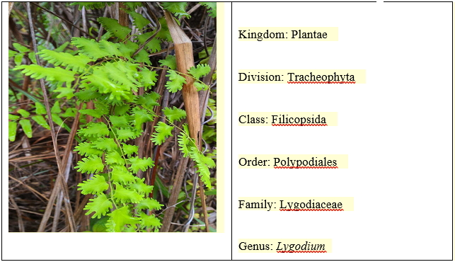Taxonomic classification of Lygodium microphyllum