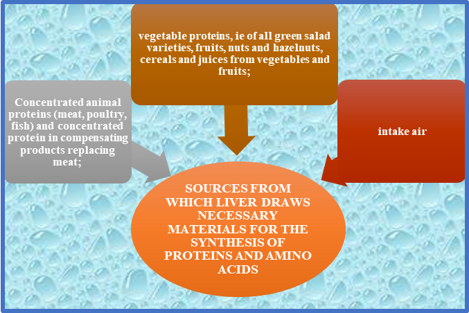 Sources from which the liver draws necessary materials for the synthesis of proteins and amino acids