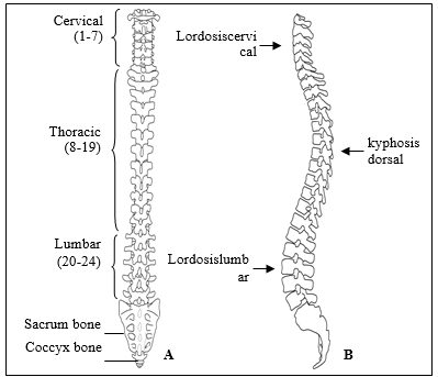 Vertebral Column (drawing by RalucaMinea).