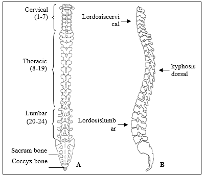 Vertebral Column (drawing by RalucaMinea). 