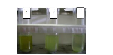 Identification of old and toxic meat by used meat extract solutions. a) =Tube with old, altered extract meat, b) =Tubes with relatively fresh meat extract solution, c) =Tube with fresh meat extract solution