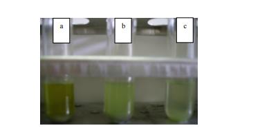 Identification of old and toxic meat by used meat extract solutions. a) =Tube with old, altered extract meat, b) =Tubes with relatively fresh meat extract solution, c) =Tube with fresh meat extract solution 