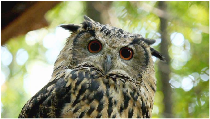 Fig. 1. The Eurasian eagle owl 