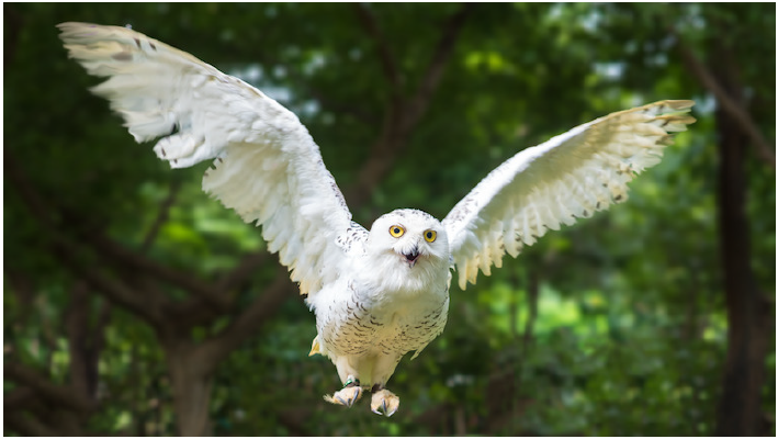 Fig. 2. The snowy owl 