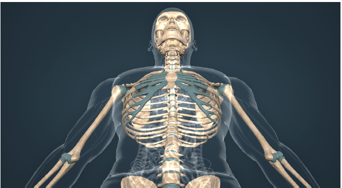 Fig. 3. Human skeleton 