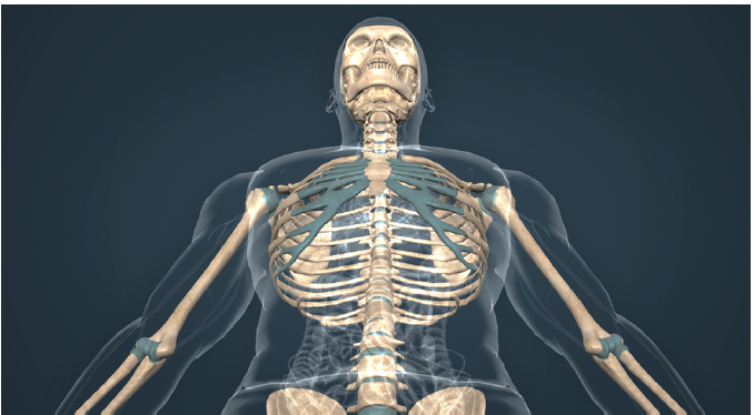 Fig. 3. Human skeleton