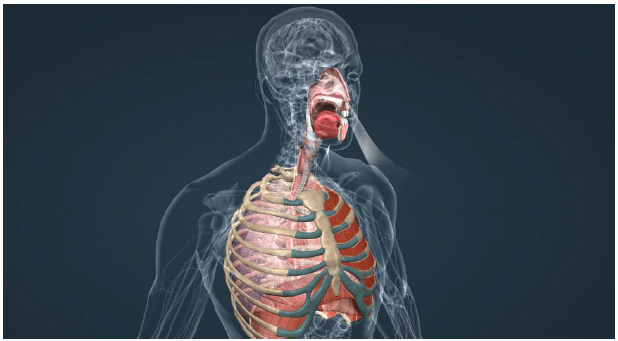 Fig. 4. Respiratory system 