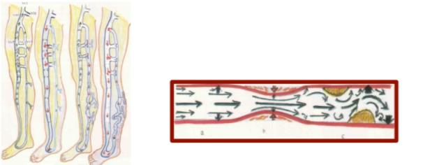 Venous circulation scheme: