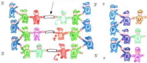 Materials for games related to biology topics, designed by a secondary teacher in training: group recreations of DNA and RNA structures (Source: Staffieri, 2016)] 