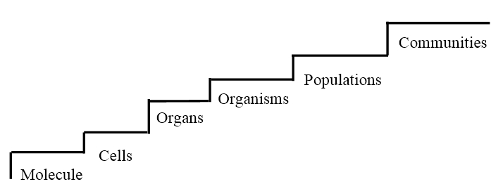 Hierarchy of natural systems as evidenced by bio systems