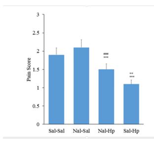 Pre-treatment with intrathecal injection of Naloxane (Nal)5μg /rat on analgesia induced by intraperitoneal injection of 400mg/kg aqueous extract Hpof the second phase of the formalin test.(n=6). Naloxane significantly reduced antinociceptive effects of Hp extract in comparing Saline-Saline(sal-sal) group(***p<0.001), Sal-Nal(++p<0.01) and Meth-Hp(###p<0.01). One-way ANOVA with post-hoc Tukey Test.