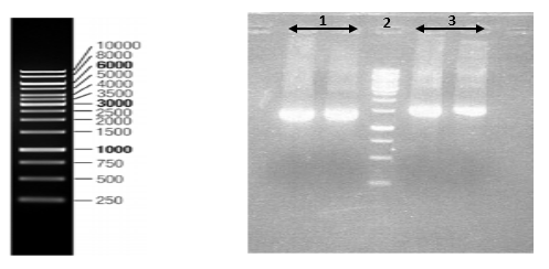 Nucleoprotein and Glycoprotein genes of PV strain amplification. Lane 1 shows N gene of PV strain. Lane 2 shows 1kb DNA Ladder. Lane 3 shows G gene of PV strain.