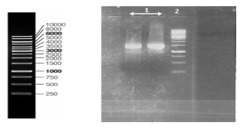 Results obtained from amplification of CVS Nucleoprotein. Lane 1 shows CVS Nucleoprotein. Lane 2 shows 1kb DNA Ladder.