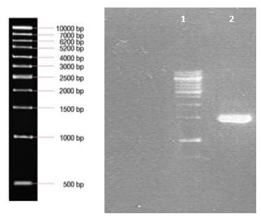 Results obtained from amplification of wild type isolate Nucleoprotein. Lane 1 shows 1kb DNA Ladder. Lane 2 shows wild type isolate Nucleoprotein.