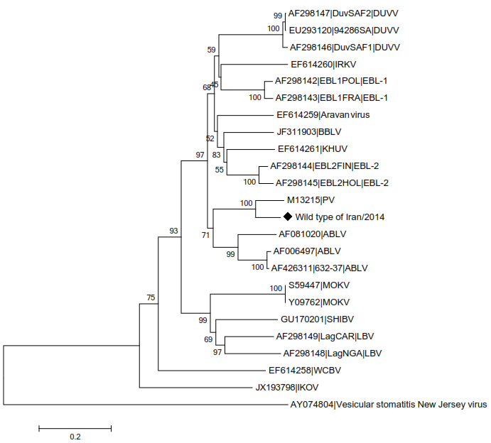 Phylogenetic tree of wild type strain.