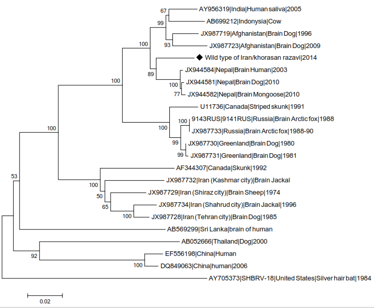 Comparison between wild type and other strains of genotype 1.