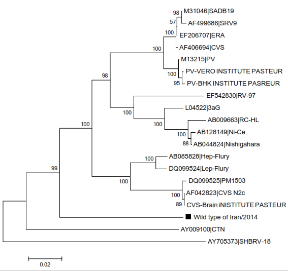 Comparison between wild type isolate and vaccine strains.