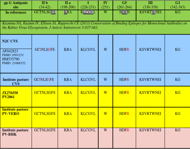 Result of studying glycoprotein antigenic sites. Some antigenic sites from many strains of the virus which are different from reference virus are marked with red color as it is shown in the table 1. Associated to CVS strain: Threonine amino acid in antigenic site II b in reference strain is changed to Isoleucine and Glycine is changed to Glutamate. Histidine is also changed to Arginine in G5 antigenic site. Associated to PV strain: Histidine amino acid existing in reference strain is changed to Arginine in G5 antigenic site. 