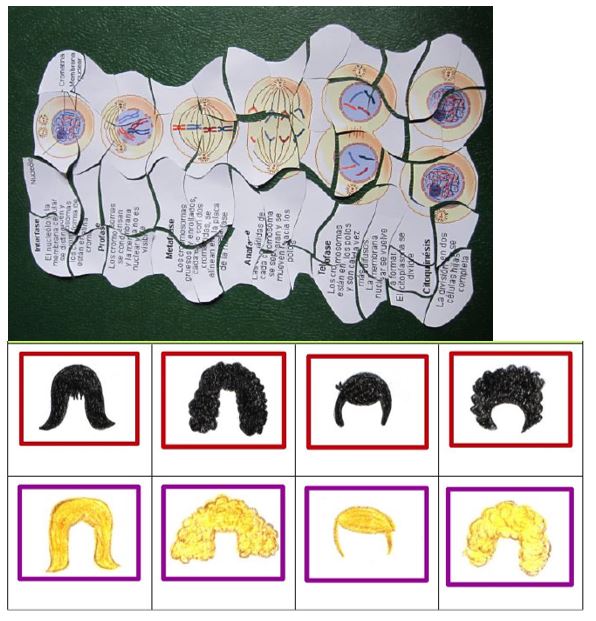 Materials for games related to biology topics, designed by a secondary teacher in training: mitosis puzzle and stickers with wigs for playing with genetics (source: Staffieri, 2016)
