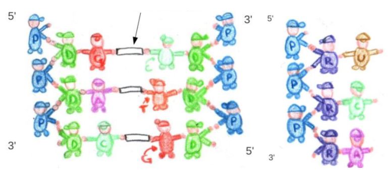 Materials for games related to biology topics, designed by a secondary teacher in training: group recreations of DNA and RNA structures (source: Staffieri, 2016)