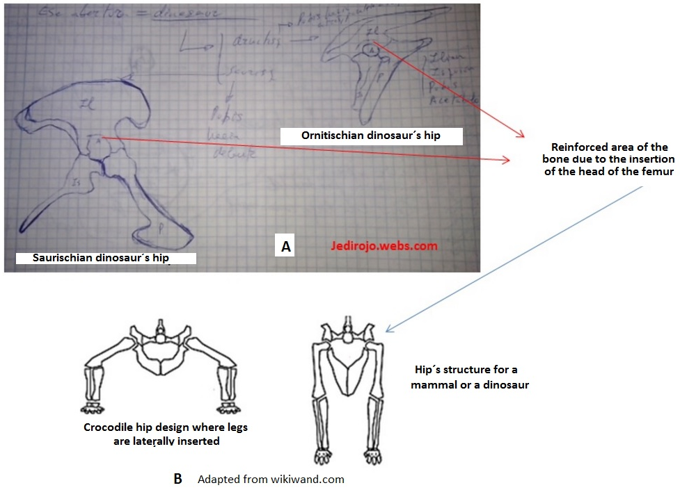 Image sample from one of the Science and Fiction entries (Cretaceous Park) explaining the main differences between dinosaurs and some other reptiles from the Mesozoic Era according to the nature of the pelvis structure. The upper picture (A) was expressly prepared for this educational proposal, and the lower picture (B) was adapted from Wikipedia (https://goo.gl/hcFhvW)CC BY-SA 4.0. The adapted picture keeps the same license