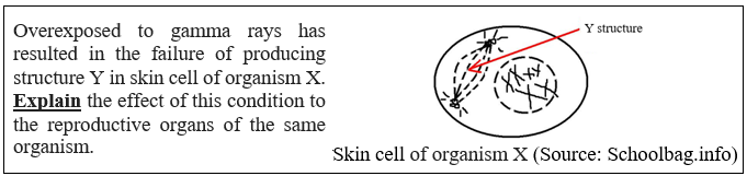 Example of PS3 Questions on the Function of Spindle Fibre