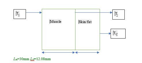 The Bioheat Model 