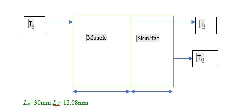 The Bioheat Model 