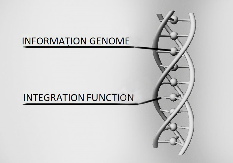 The locus of the integration function in the interaction model of the innovation process
      actors