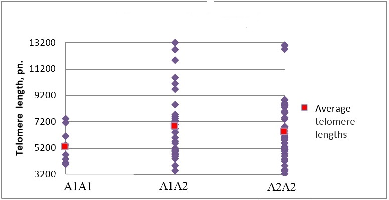 Distribution of telomere lengths by genotypes according to 5-HTR2A genes in the main
       group