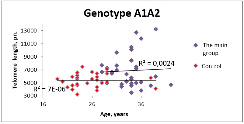Dependence of telomere lengths on age in carriers of genotype A1A2 on 5-HTR2A gene in the
       main and control groups.